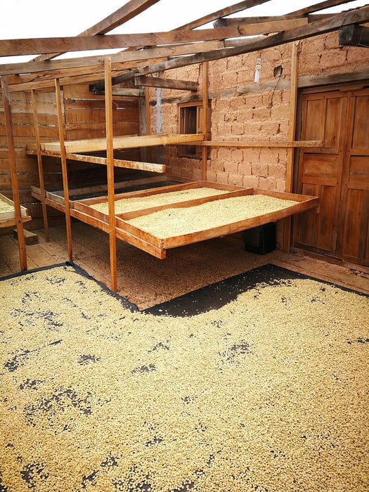 Parchment Kaffee trocknen in Peru