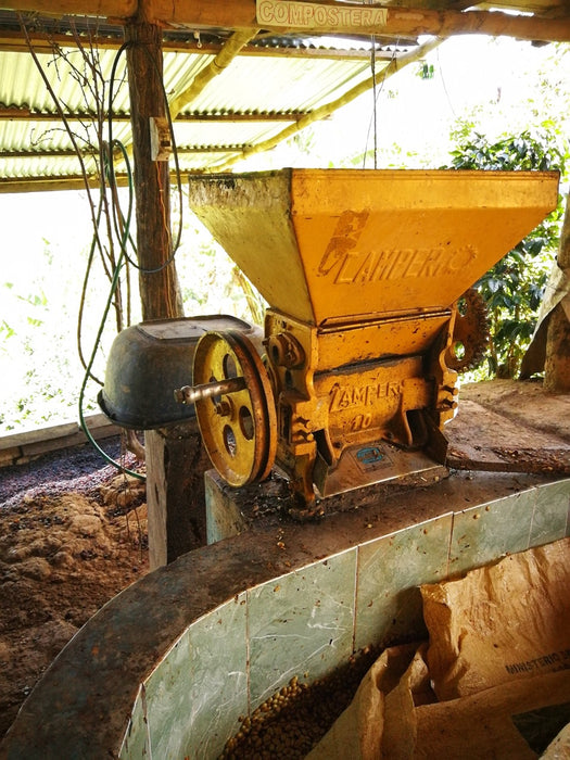 Entpulpen der Kaffeekirschen