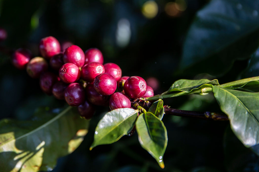 Kenia - Wamuguma AA  / Filterkaffee