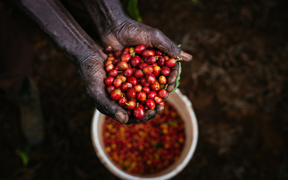Kenia - Wamuguma AA  / Filterkaffee