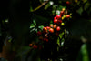 Kaffeekirschen Kenia