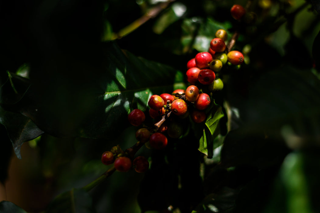 Kaffeekirschen Kenia