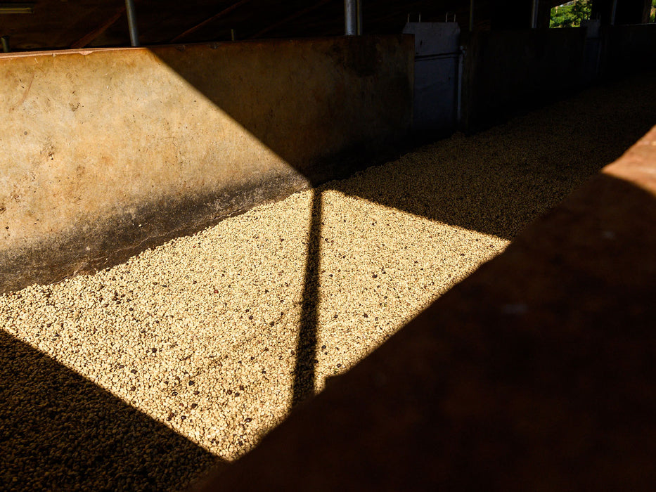 Parchment Coffee Kenia