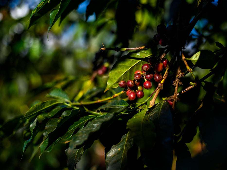 Reife Kaffeekirschen am Strauch