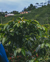 Kaffeestrauch auf der Finca Monteblanco in Huila