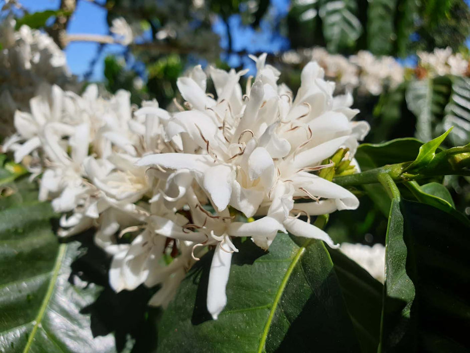 Maragogipe Coffee Flower at Finca Hartmann Panama