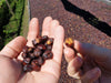 Maragogype Coffee Cherries at Finca Hartmann