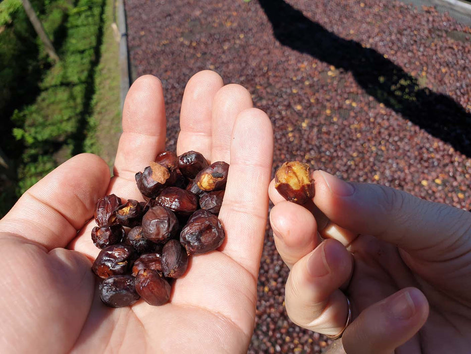 Maragogype Coffee Cherries at Finca Hartmann