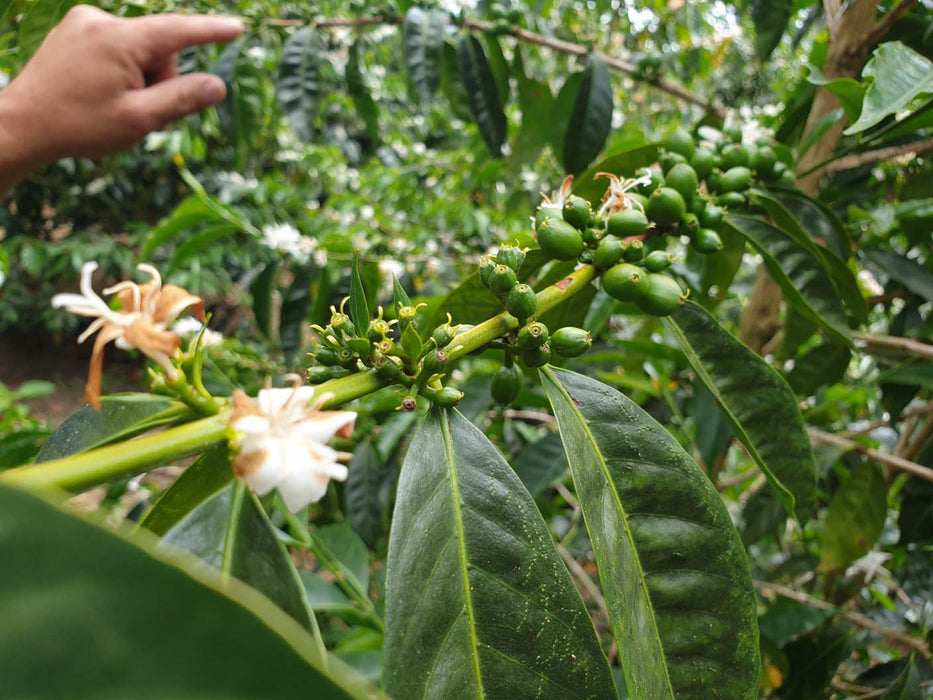 Maragogipe Coffee Plant with Flowers and unripe cherries
