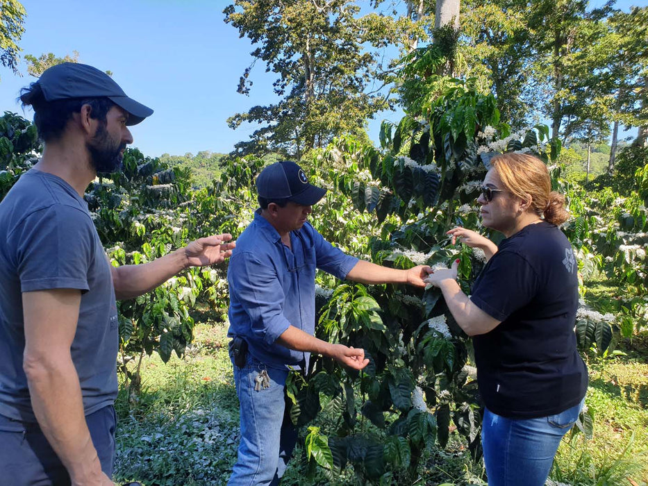 Nikolaus, Allan and Elke Hartmann at a coffee tree