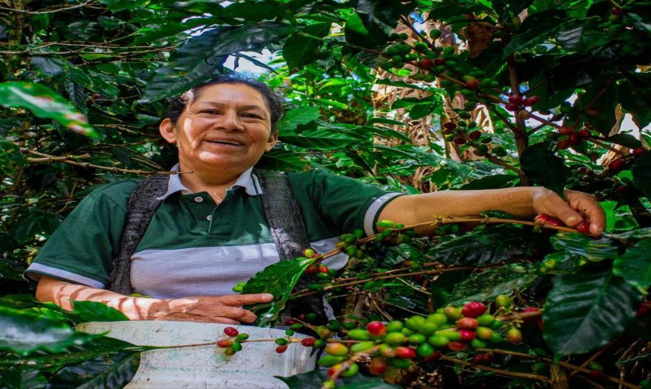 Kaffeeproduzentin der Cosecha de Mujer in Peru