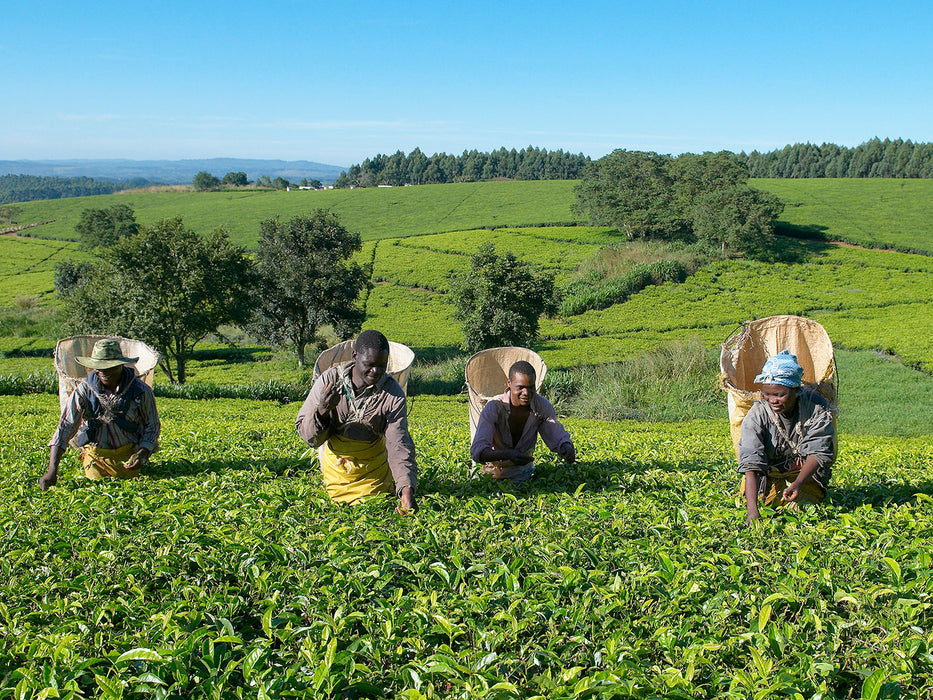 Tee Ernte am Satemwa Tea Estate in Malawi
