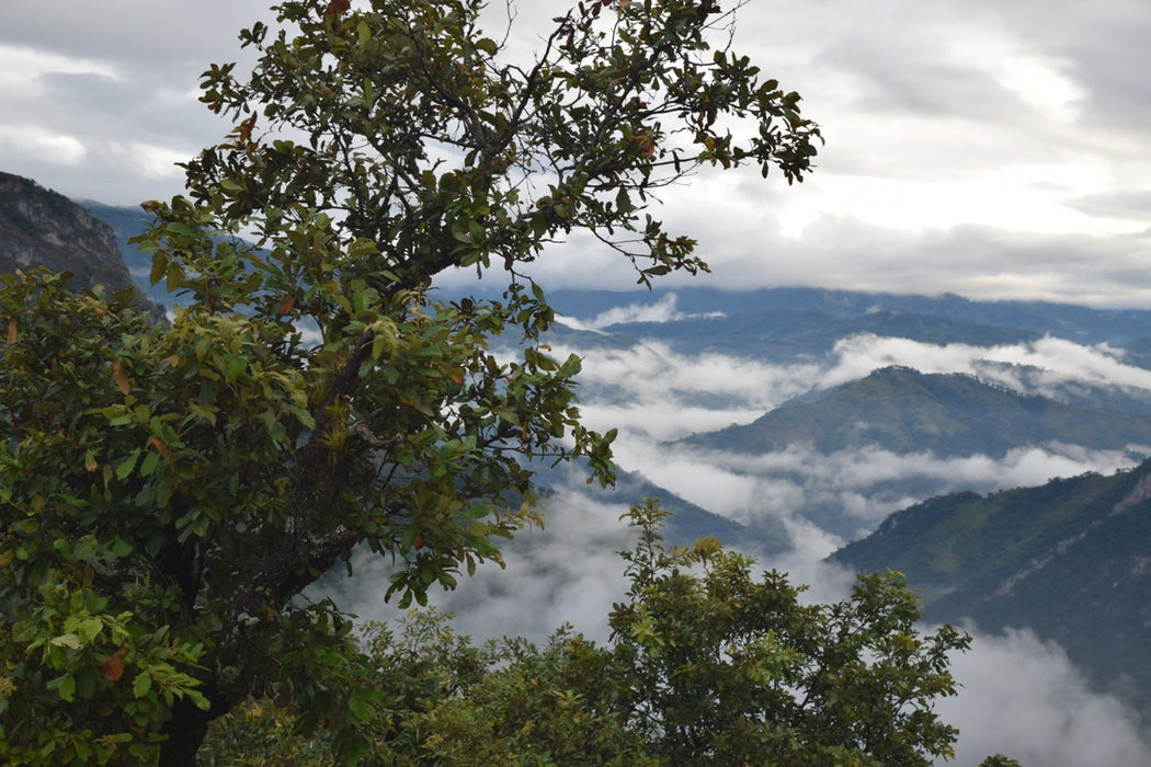 Bio Kaffee kaufen aus dem Hochland von Chiapas
