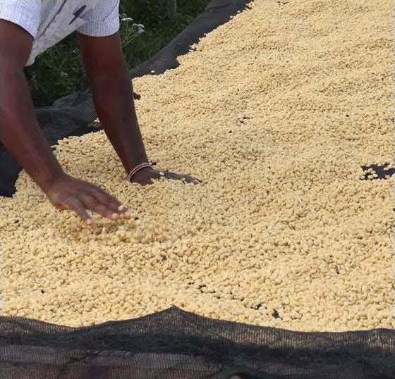 Kaffee von der Kainamui Washing Station