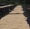 Drying beds in Kenya