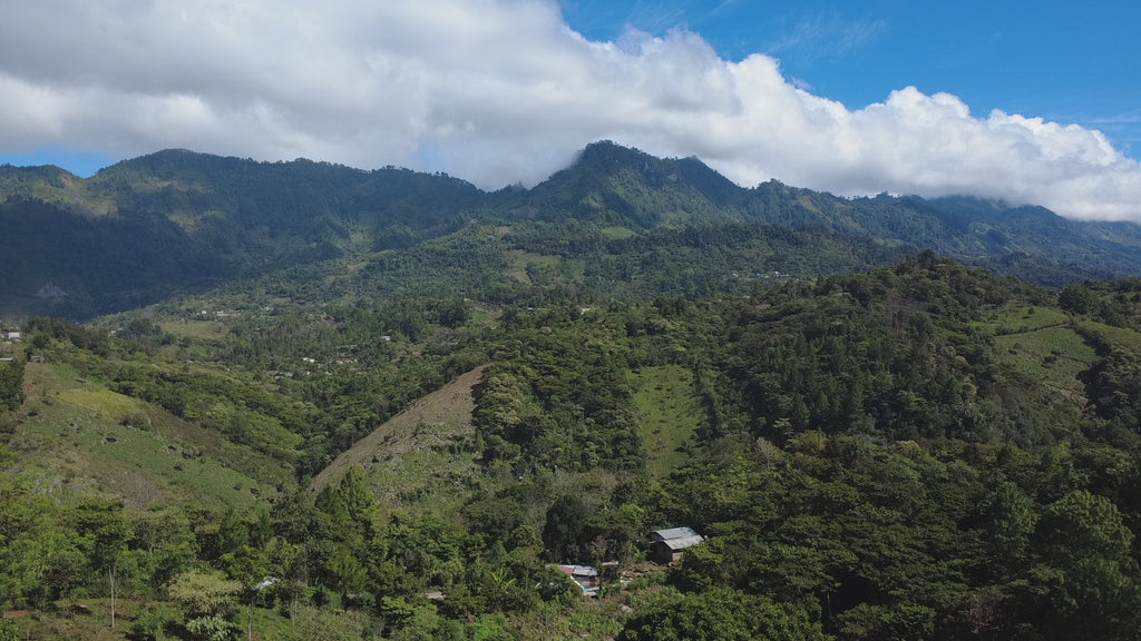 Kaffeeanbau in der Sierra in Chiapas