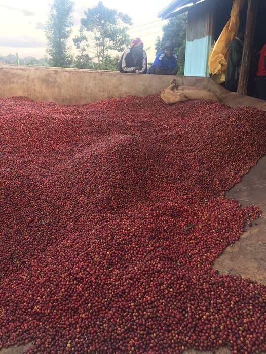 Kenia - Baragwi PB #002  / Filterkaffee