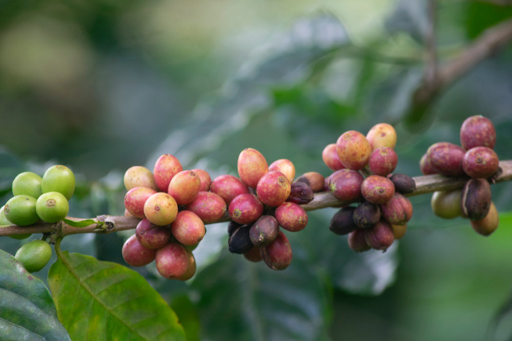 Bio Kaffee bestellen aus Kolumbien