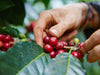 Specialty Coffee kaufen aus Kolumbien