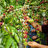 Bio Kaffee Ernte Arabica Mexiko