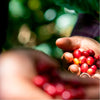 Bio Fairtrade Kaffeekirschen aus Mexiko