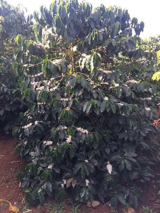 Kenia - Baragwi PB #002  / Filterkaffee